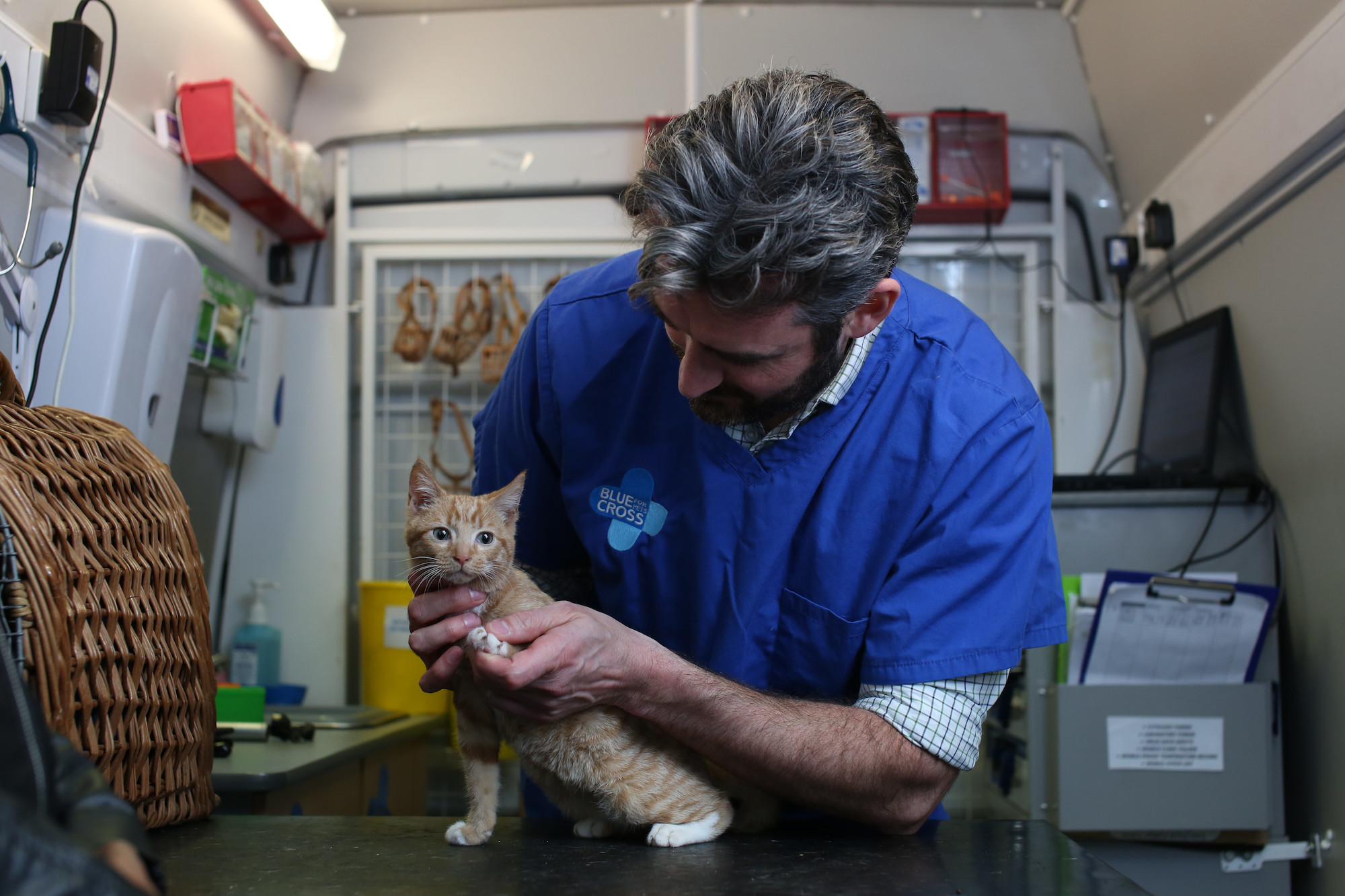 Cat store second vaccination